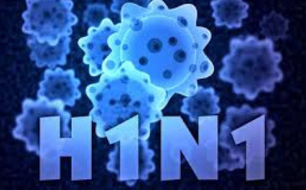 Cúm lợn H1N1 - Hình ảnh minh họa